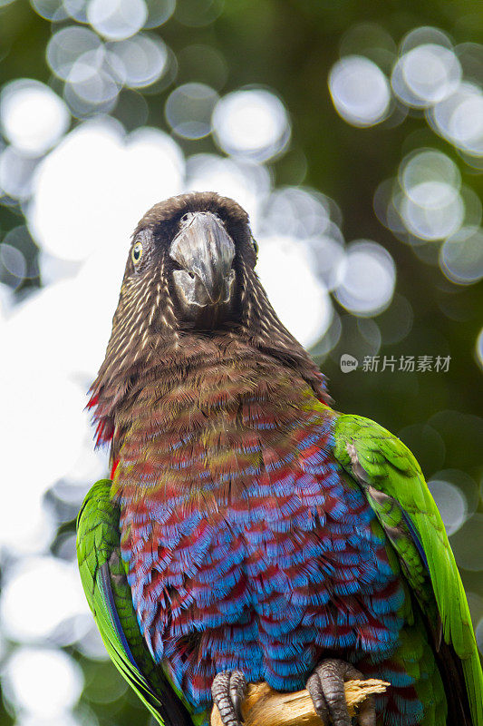 Foz do Iguaçu，热带鸟类